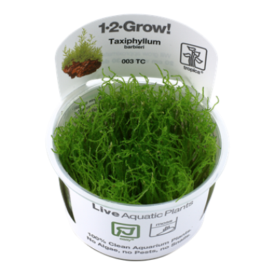 Taxiphyllum barbieri 'Bogor Moss'