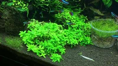 Staurogyne repens invitro