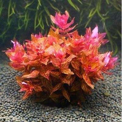 Rotala Macrandra 'Japan' invitro