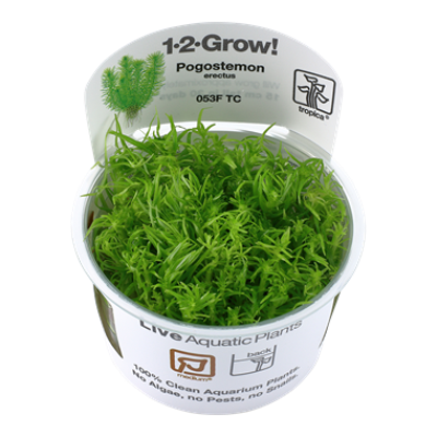 Pogostemon erectus (Deccadensis)invitro