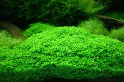 Marsilea Hirsuta Invitro