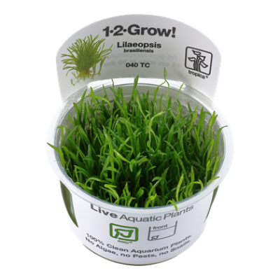 Lilaeopsis brasiliensis invitro