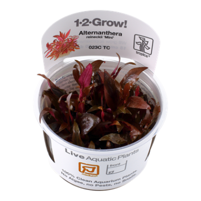 Alternanthera reineckii sp. 'Mini' invitro