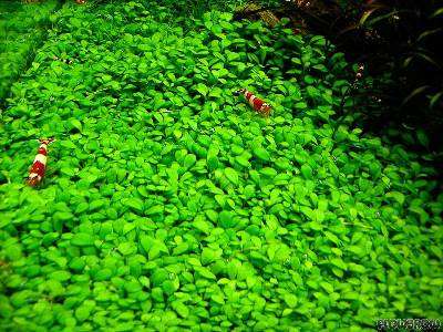 Glossostigma Elatinoides Invitro