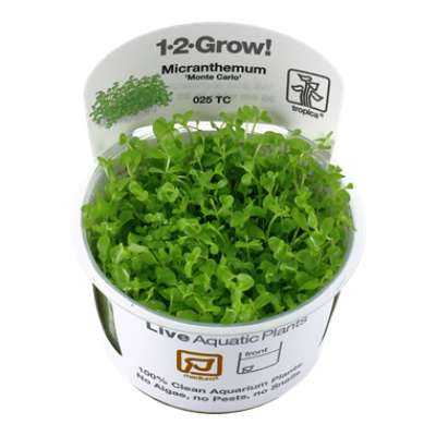 Micranthemum Monte Carlo invitro