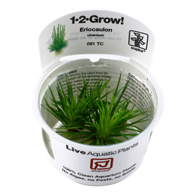 Eriocaulon Cinereum Invitro