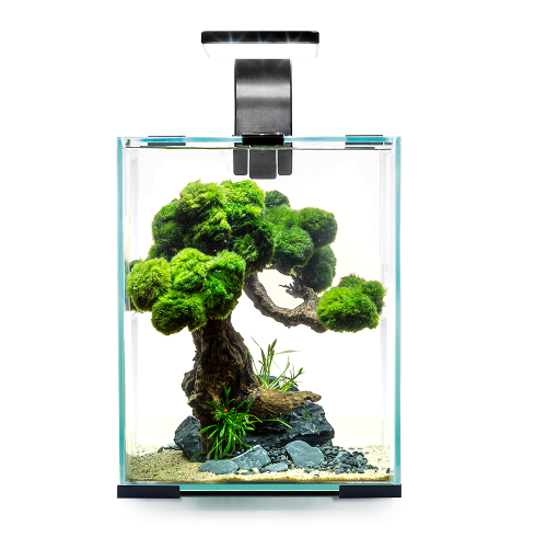 Aquael Shrimp set 30 Night and Day Svart