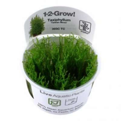Taxiphyllum alternans 'Taiwan' invitro