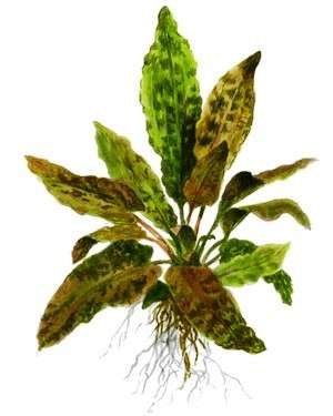 Cryptocoryne wendtii Tropica XL