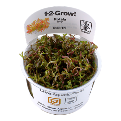 Rotala Rotundifolia H'ra Invitro