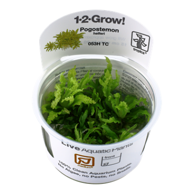 Pogostemon helferii Invitro