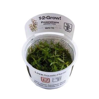 Proserpinaca palustris 'Cuba' invitro