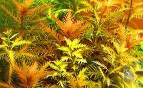 Proserpinaca palustris 'Cuba' invitro