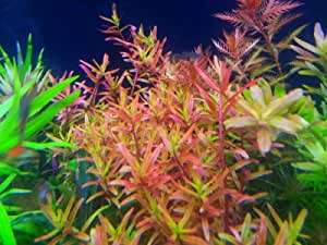 Rotala Rotundifolia H'ra Invitro