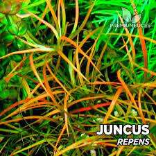 Juncus Repens (Gratila viscidula) invitro