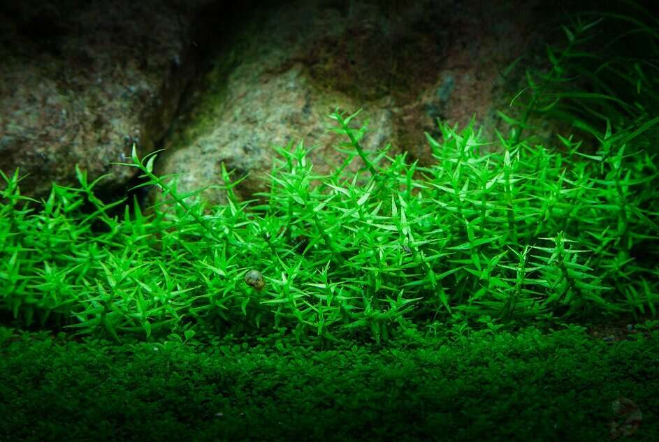 Gratiola Viscidula Invitro