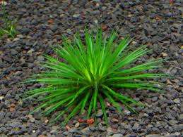 Eriocaulon Cinereum Invitro