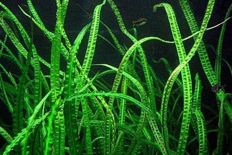 Cryptocoryne crispatula v. balansae