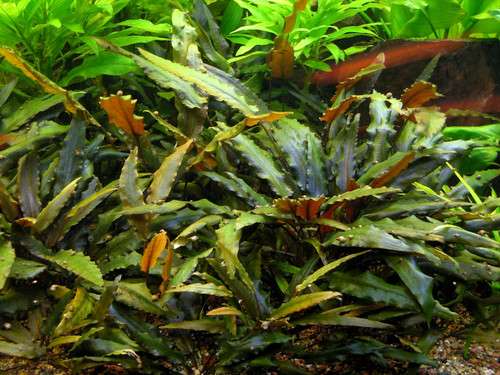 Cryptocoryne Usteriana