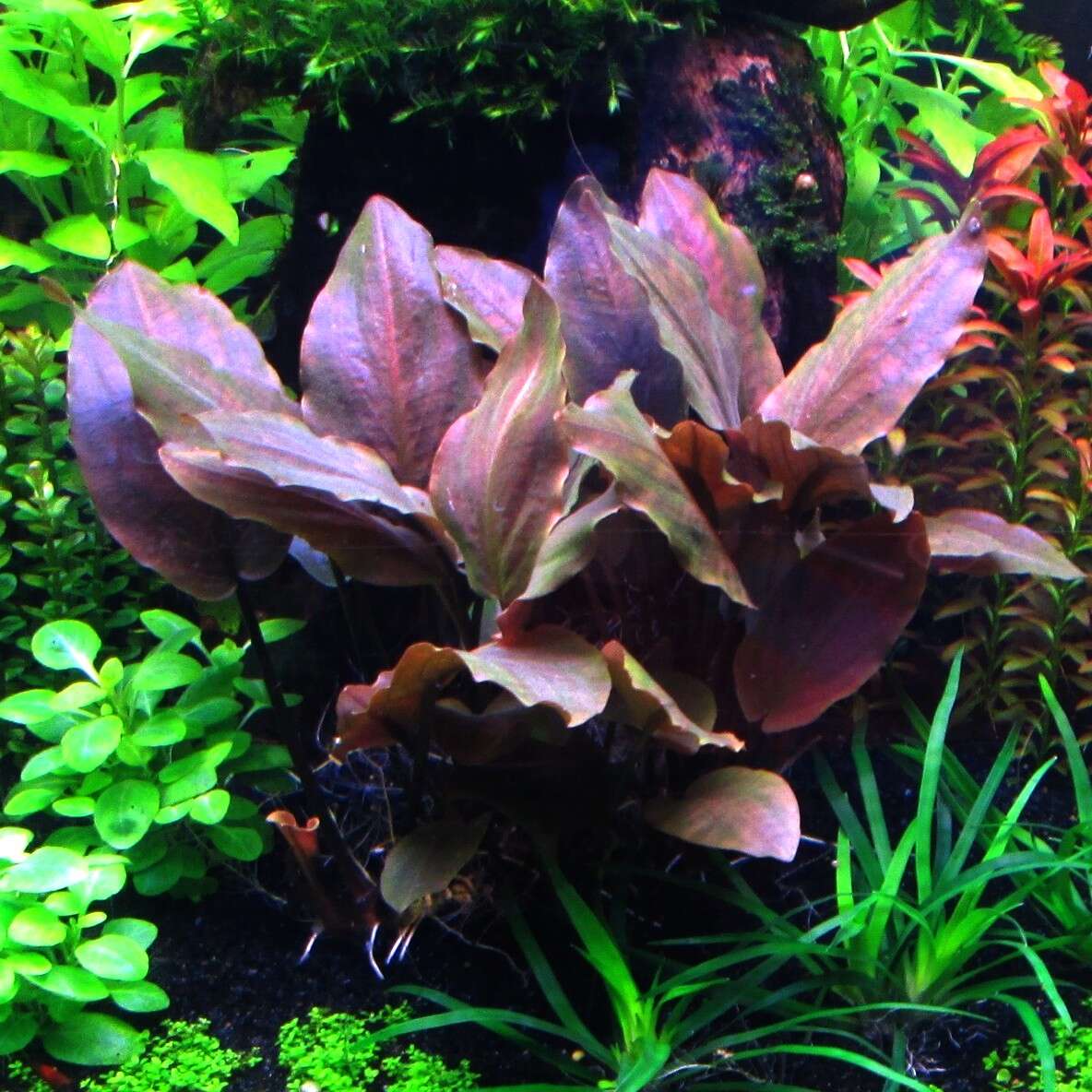 Lagenandra Meeboldii 'Red'