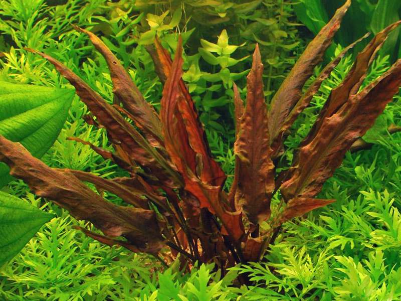 Cryptocoryne wendtii Brown