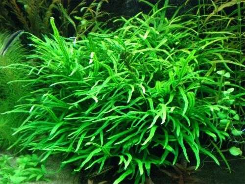 Microsorum sp. trident