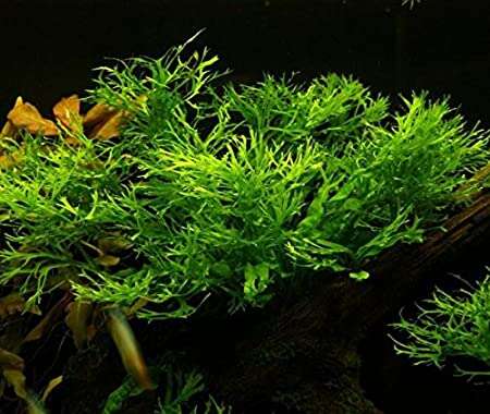 Microsorum pteropus Windeløv