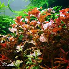 Ludwigia sp. red