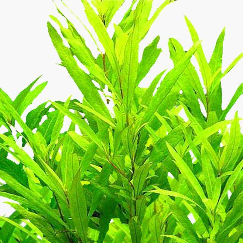 Hygrophila ”Siamensis 53B”