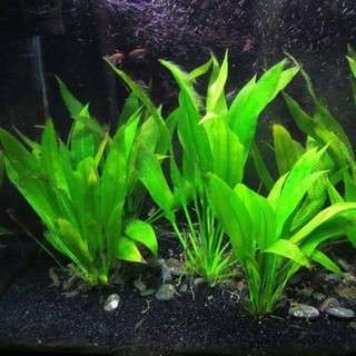 Hygrophila ”Siamensis”