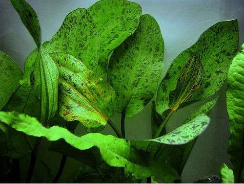 Echinodorus Ozelot Green