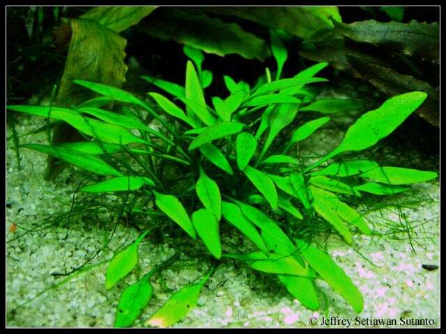 Cryptocoryne x willisii