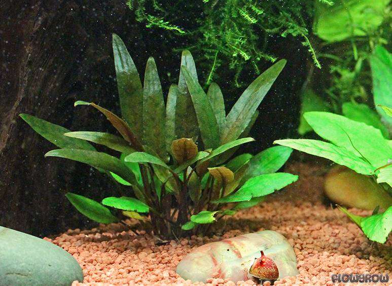 Cryptocoryne beckettii