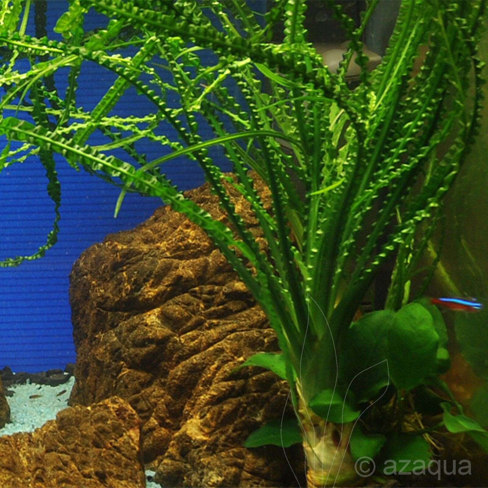 Crinum calamistratum