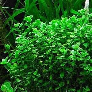Bacopa Monnieri compact