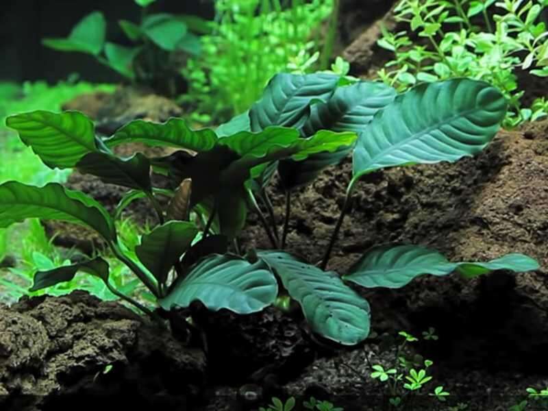 Anubias barteri var. Coffeifolia