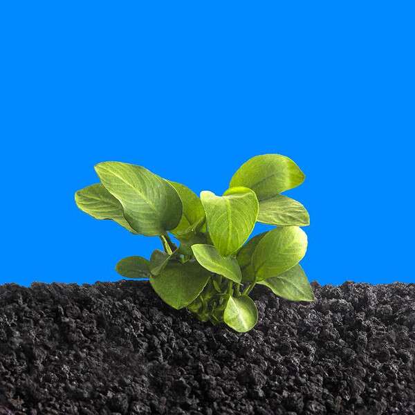 Anubias barteri v. nana