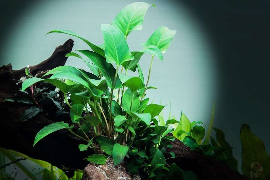 Anubias Gracilis