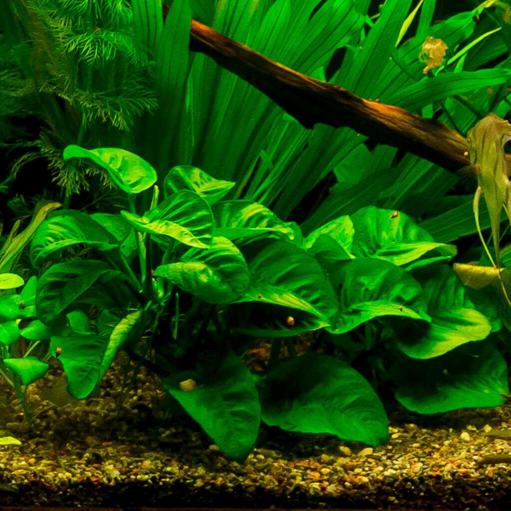 Anubias barteri caladiifolia