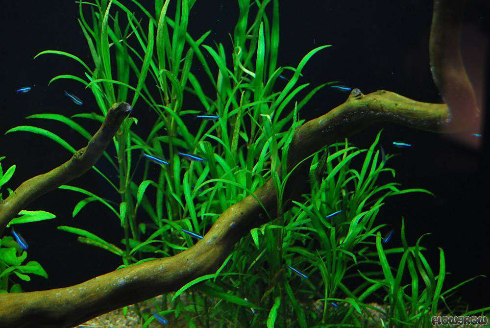 Hygrophila costata