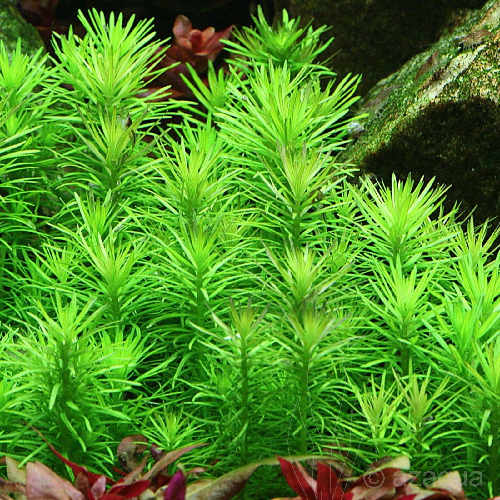 Pogostemon erectus(deccaensis)