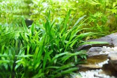 Cryptocoryne parva