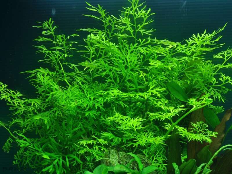 Ceratopteris cornuta  ( thalictroides )