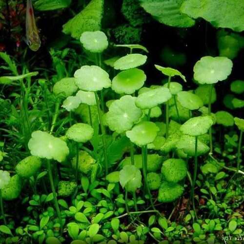 Hydrocotyle vulgaris - Pennywort