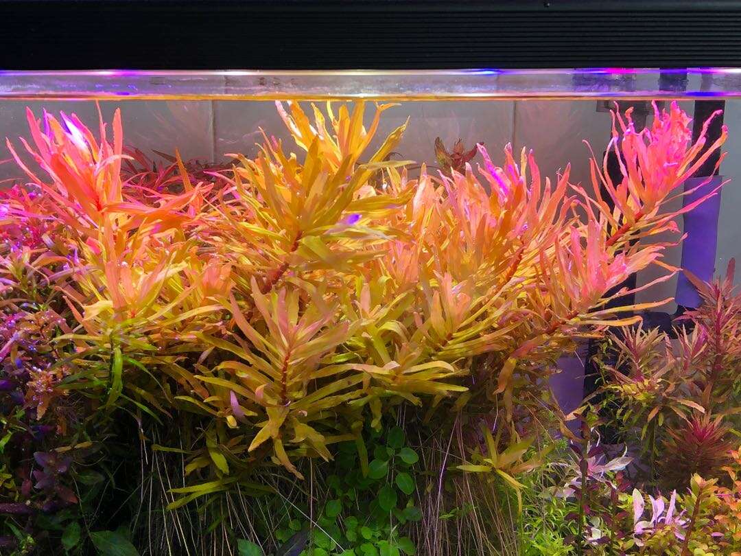 Ammania pedicellata Gold