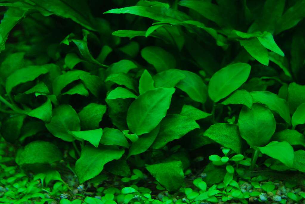 Anubias nana