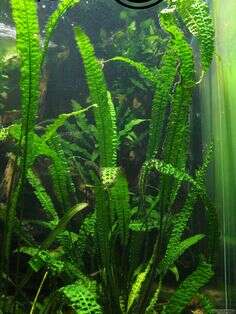 Cryptocoryne green crisped leaf