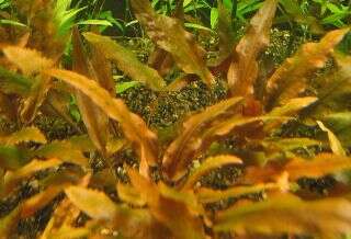 Cryptocoryne indonesii