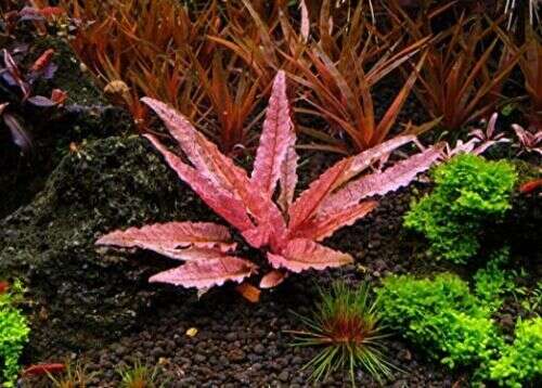Cryptocoryne sp. Flamingo