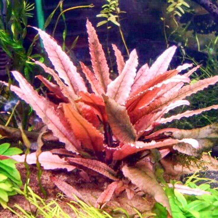 Cryptocoryne sp. Flamingo
